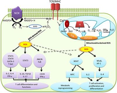 Metabolic Reprogramming in Modulating T Cell <mark class="highlighted">Reactive Oxygen Species Generation</mark> and Antioxidant Capacity